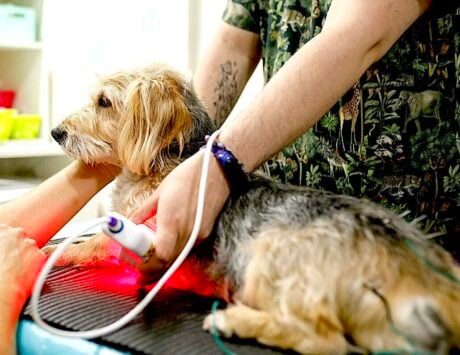<strong>COURSE</strong> Cold Laser Therapy for Pets